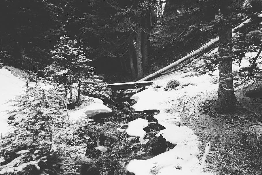 forest, woods, river, stream, water, bridge, trees, logs, black and white HD wallpaper