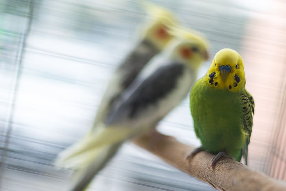 bird, vertebrate, parrot, parakeet, budgerigar, animal wildlife HD wallpaper
