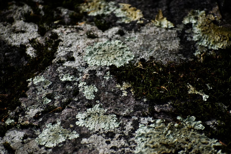 nature, moss, texture, rocks, selective focus, lichen, no people HD wallpaper