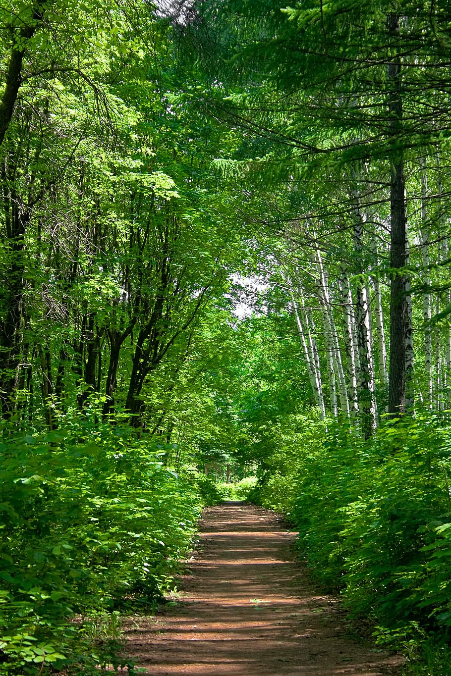 con2011, environment, environmental, green, image, nature, peace HD wallpaper