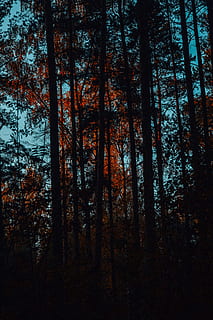 tall green trees view, plant, vegetation, outdoors, forest, woodland HD wallpaper