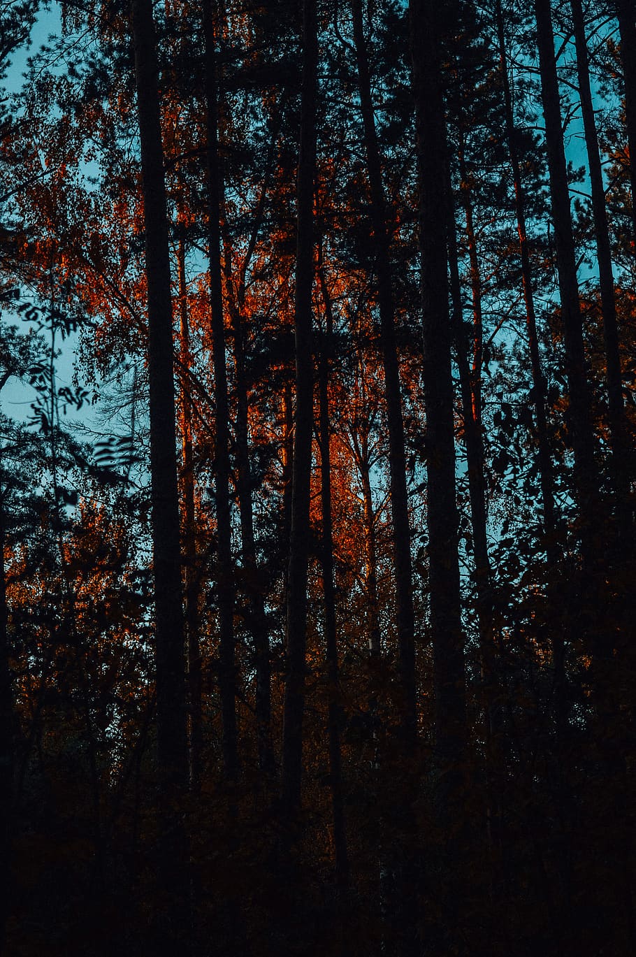 tall green trees view, plant, vegetation, outdoors, forest, woodland HD wallpaper