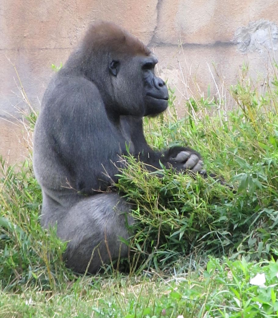 gorilla, sitting, thoughtful, thinking, zoo, animal, primate HD wallpaper