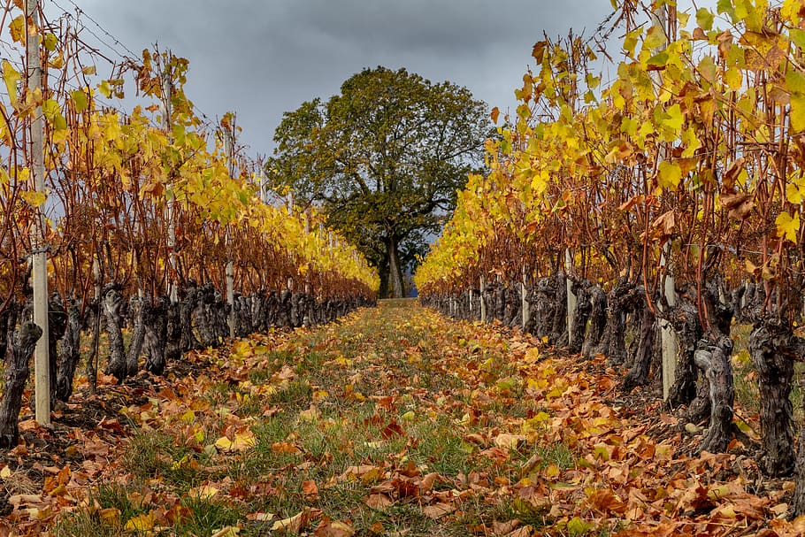 brown trees under gray sky, autumn, change, plant, leaf, beauty in nature HD wallpaper