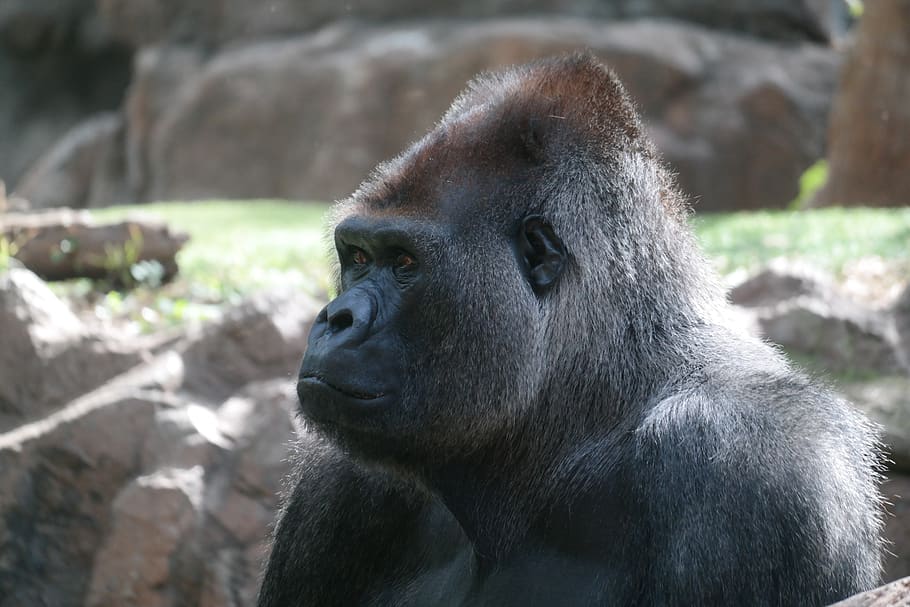 silverback, gorilla, mammal, ape, monkey, imposing, primate HD wallpaper