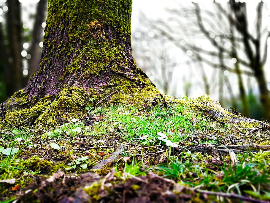 tree, plant, ground, tree trunk, root, roots, forest, nature HD wallpaper