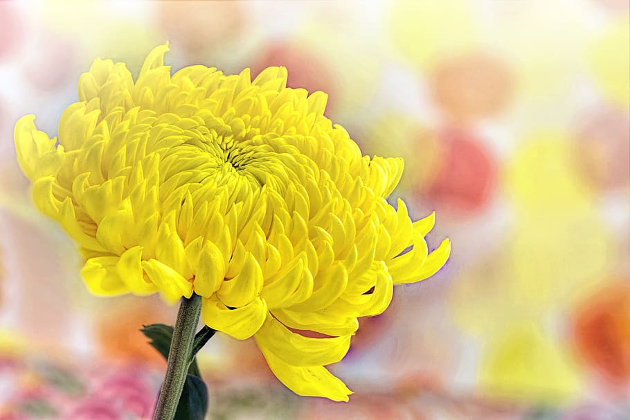 yellow, chrysanthemum, spring, sunny, text space, nature, flower HD wallpaper