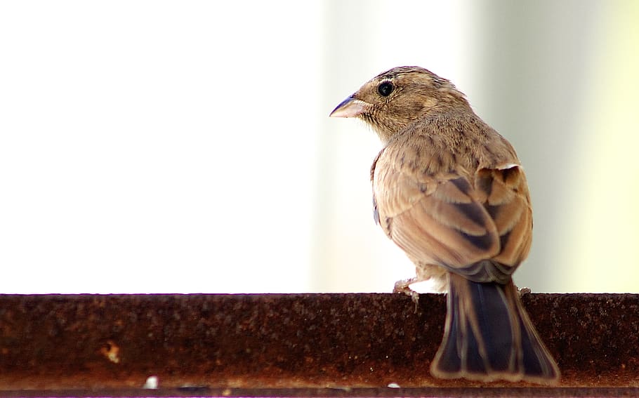 animal, bird, anthus, sparrow, finch, rust, poultry, chicken HD wallpaper