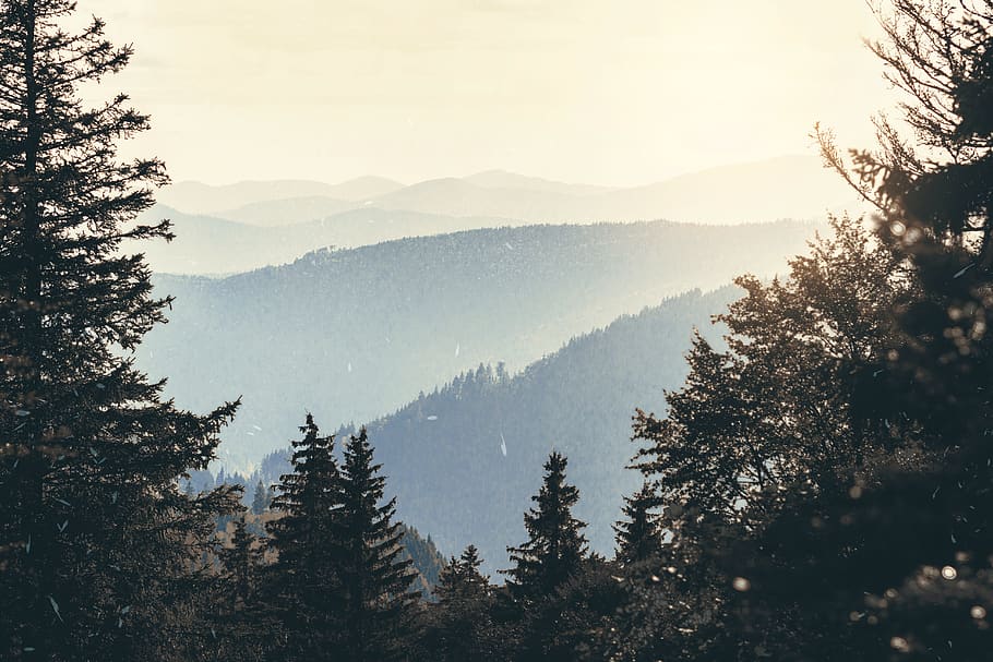 trees, mountain, forest, vintage, sunlight, sunset, shine, fog HD wallpaper