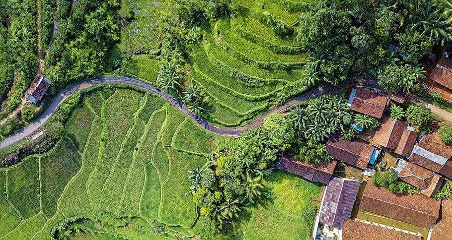 Aerial Photography Of Rice Terraces, aerial shot, bird's eye view
