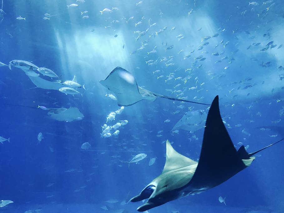 Gray Fish, animals, aquarium, aquatic, deep, marine life, mobilechallenge HD wallpaper