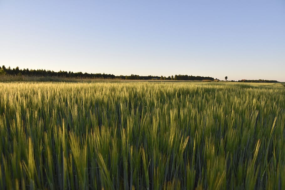 fields, landscape, nature, sky, panorama, plant, agriculture HD wallpaper
