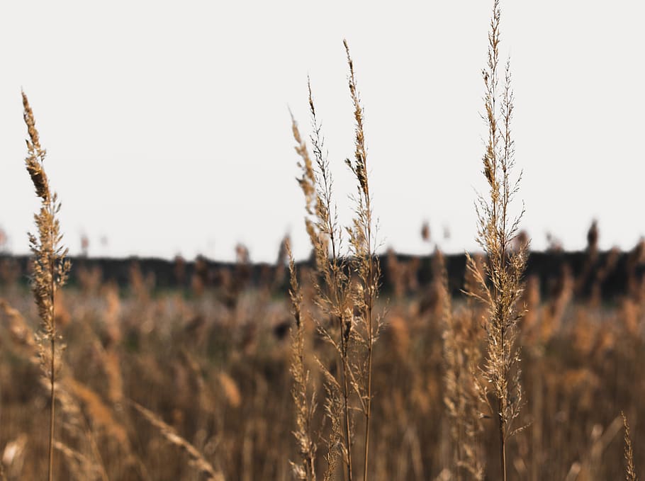 field, fieldsofgold, nature, plants, growth, tranquility, sky HD wallpaper
