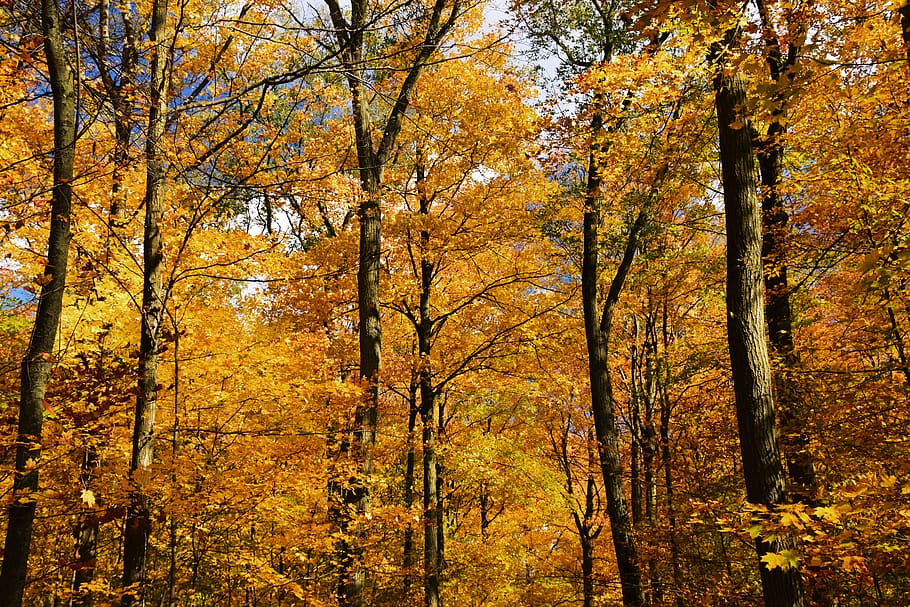 brown tree, plant, flora, birch, nature, vegetation, outdoors HD wallpaper