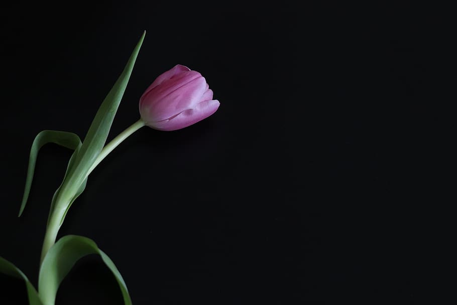tulip, postcard, background, black, pink, minimalism, flower HD wallpaper