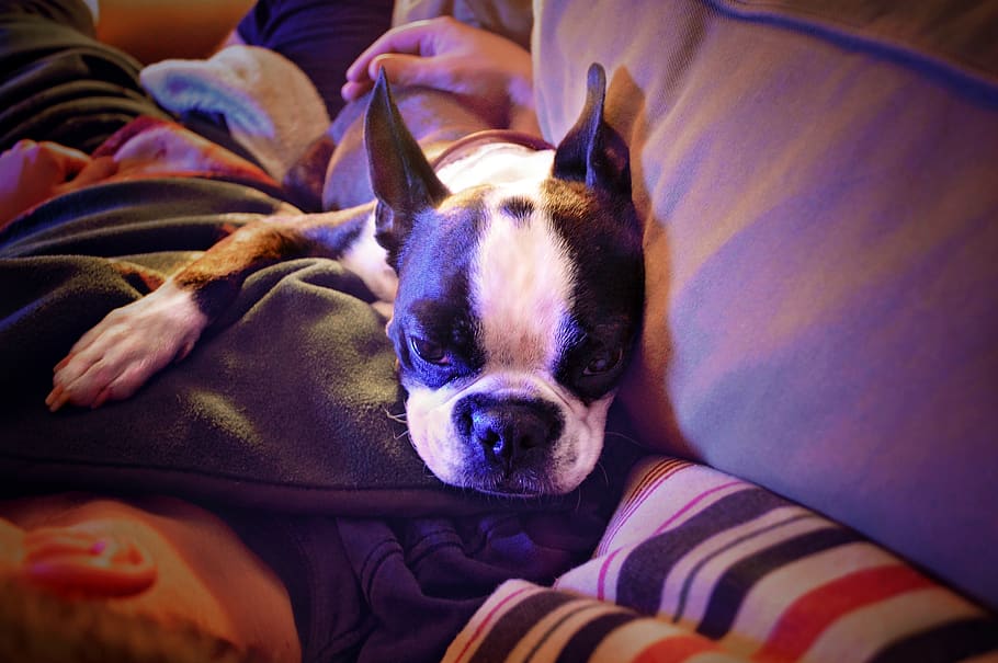 are boston terrier puppies lazy