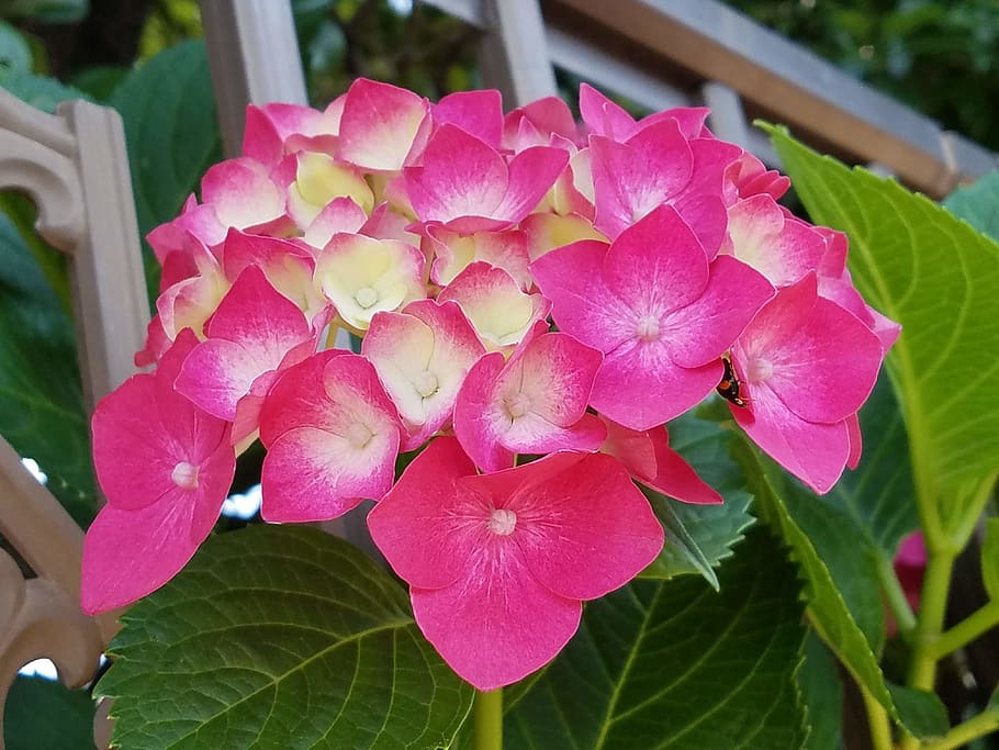 Hd Wallpaper 夏 かわいい 紫陽花 Flower Flowering Plant