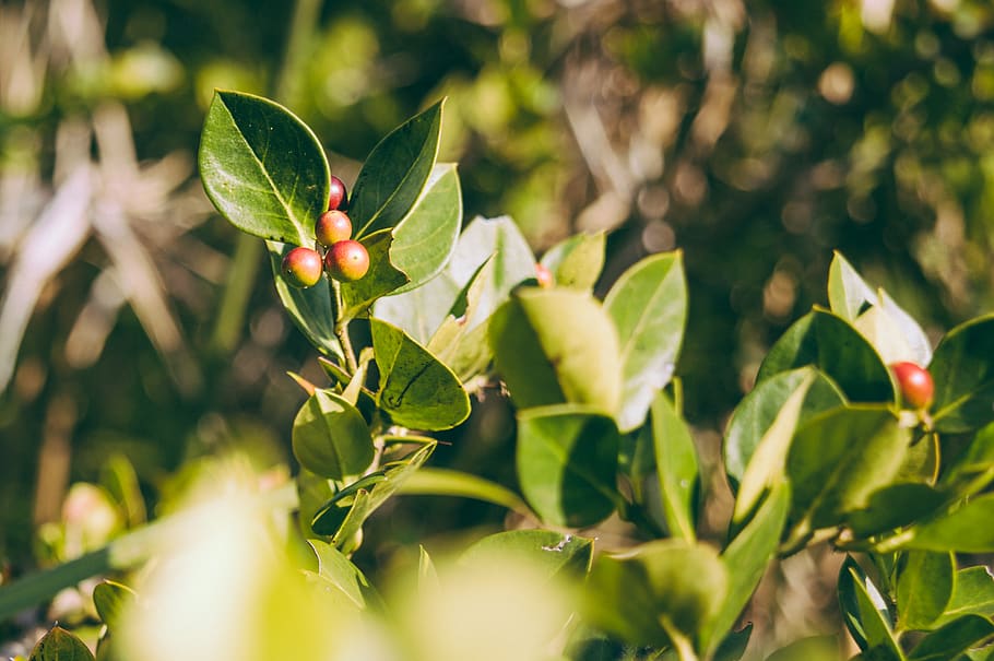 kenya, nairobi, leaf, plant part, growth, green color, food and drink HD wallpaper