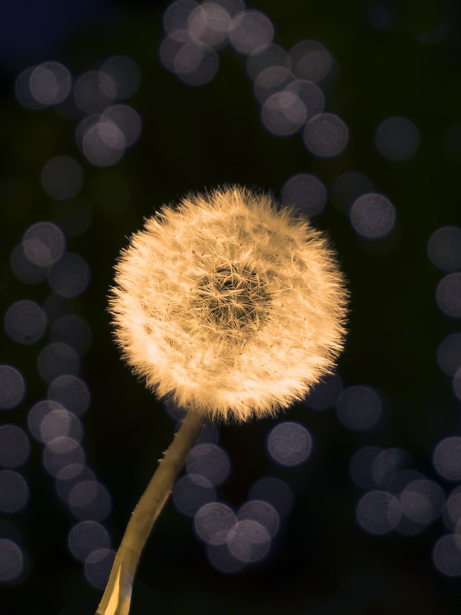 lights, bokeh, dandelion, black, night, flower, plant, vulnerability HD wallpaper