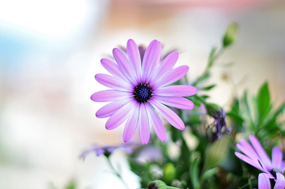 Purple Multi-petaled Flower on Macro Shot, beautiful, bloom, blooming