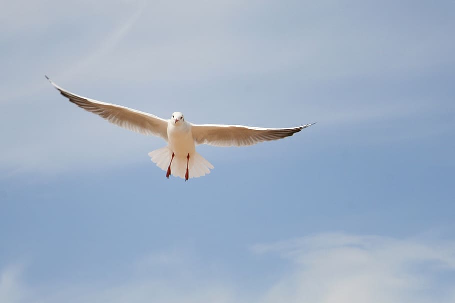 seagull, sky, bird, flight, wings, birds, flying, spread wings HD wallpaper