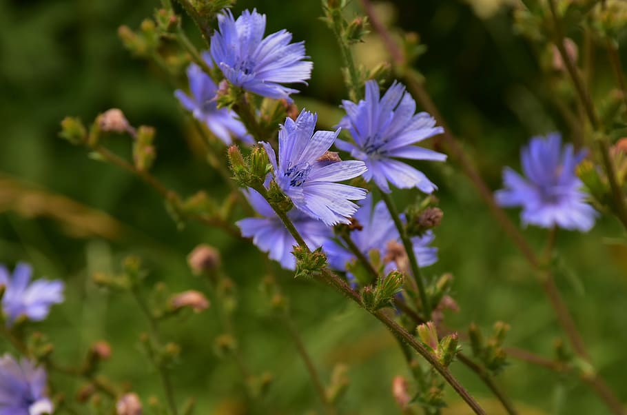 cornflower, pointed flower, meadow, bloom, wild flowers, blossom HD wallpaper