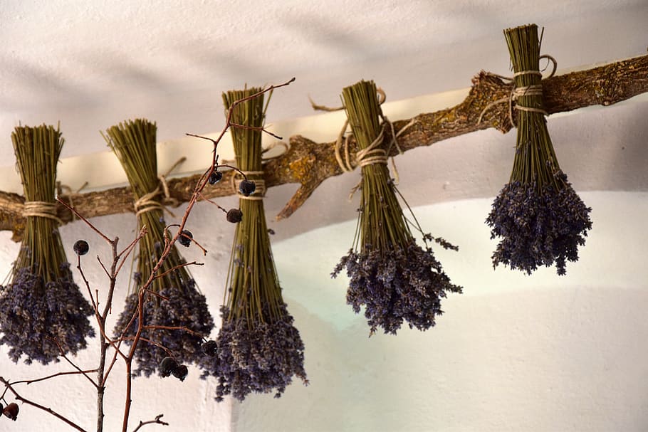 lavender, no people, hanging, plant, nature, decoration, religion HD wallpaper