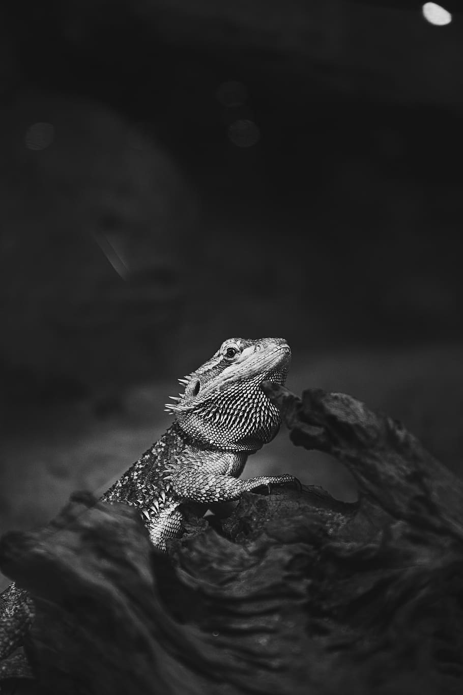 animals, pet, lizard, iguana, black and white, trunk, tree HD wallpaper