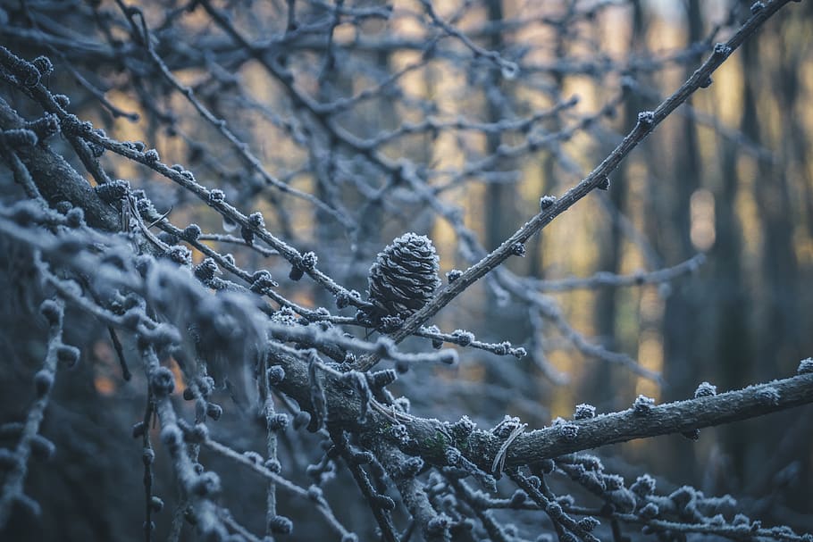 pinecone, trees, frozen, cold, winter, nature, leave, warm HD wallpaper