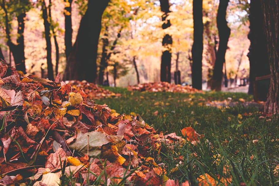 plant, leaf, tree, tree trunk, ground, maple, vegetation, outdoors HD wallpaper