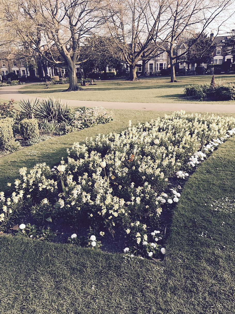 park, natute, plants, trees, london, flower, flowering plant HD wallpaper
