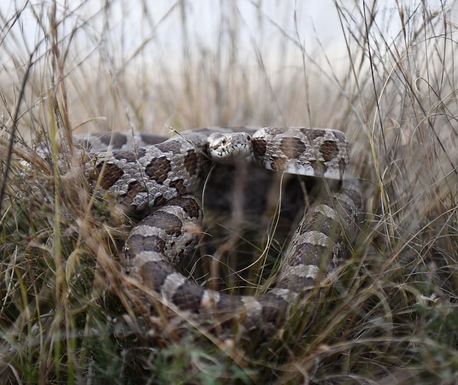 brown rattle snake on grass, reptile, animal, rattlesnake, rock python, HD wallpaper