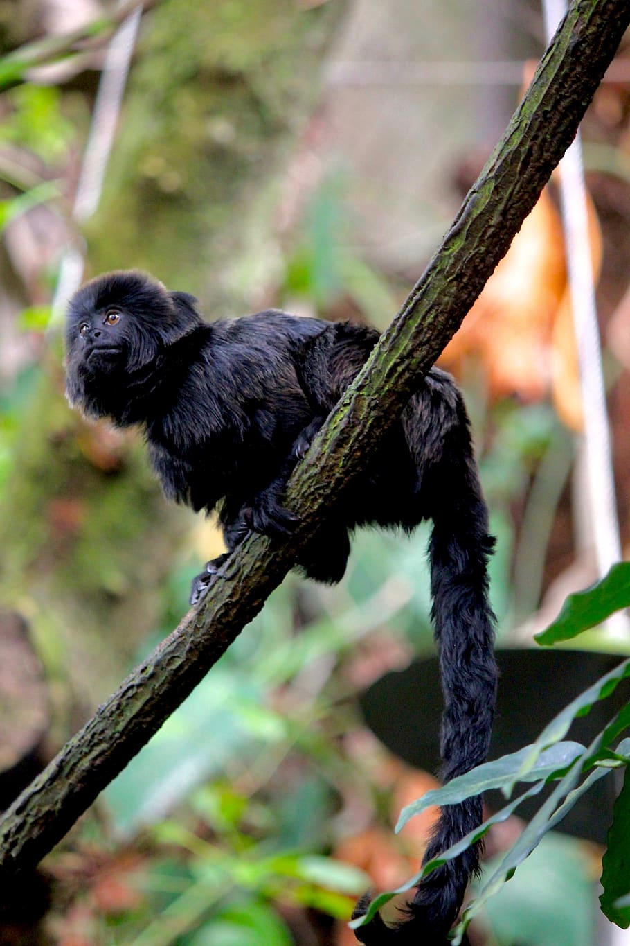 monkey, tree, rain forest, nature, animal, animal themes, one animal HD wallpaper