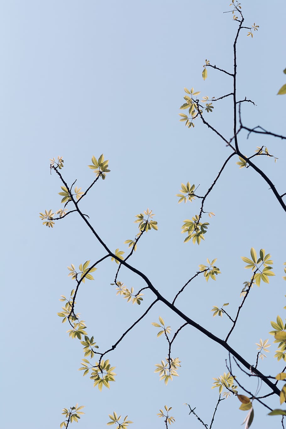 green twigs, plant, sky, low angle view, clear sky, growth, beauty in nature HD wallpaper