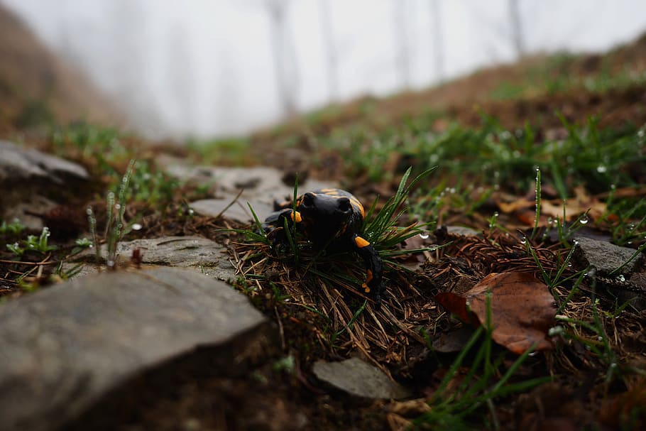 forest, rain, animal, lizard, salamander, path, spring, drops HD wallpaper