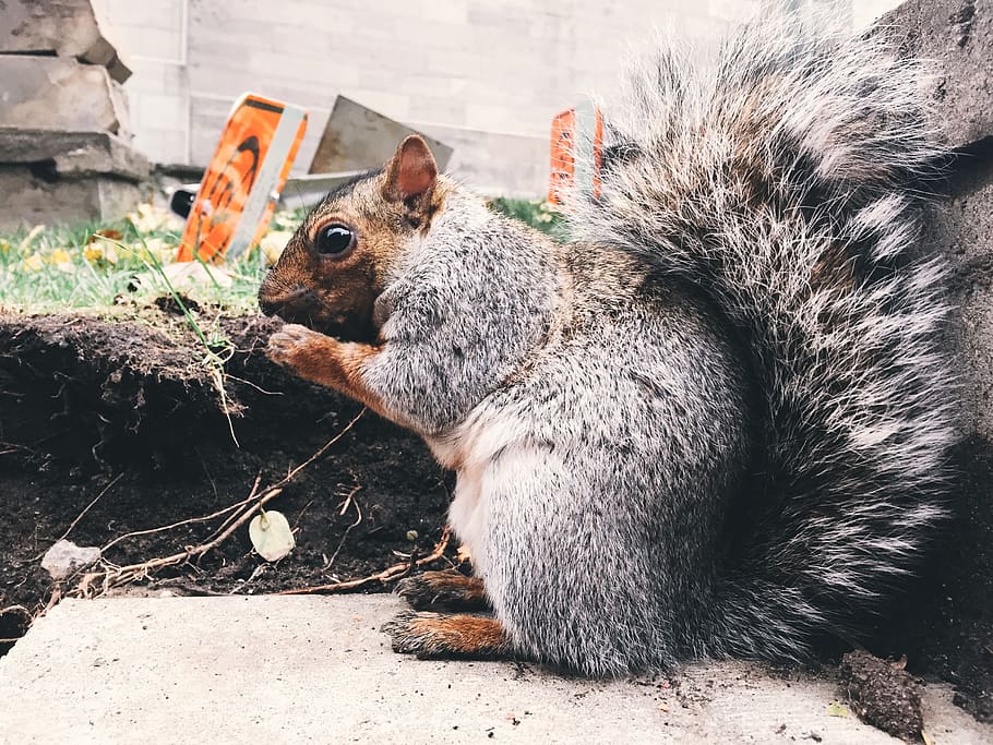 canada, montreal, squirrel, mammal, animal, animal themes, one animal HD wallpaper