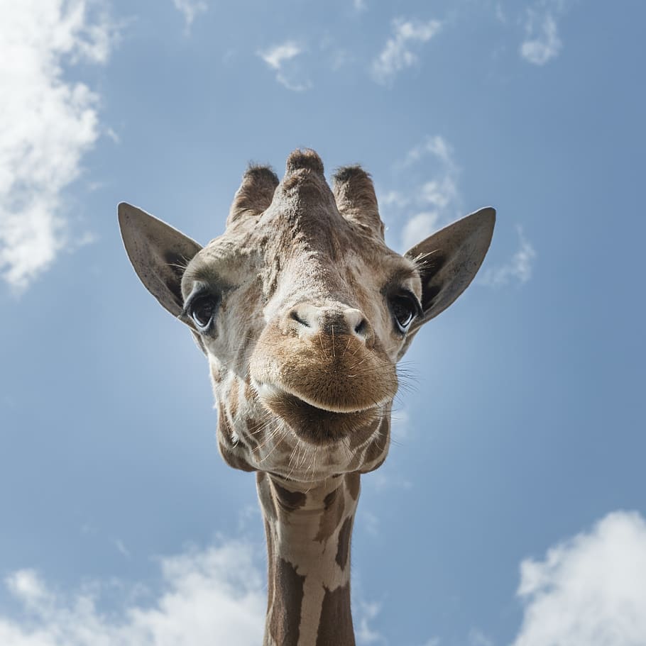 giraffe, portrait, head, face, mammal, zoo, highsmith, outdoors HD wallpaper