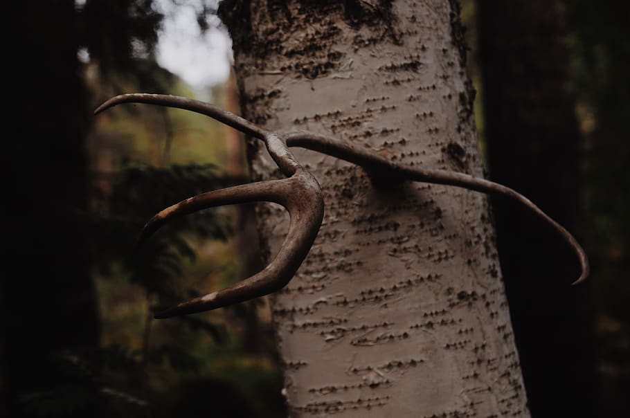 sweden, harads, forest, dark, deer, birch, antlers, horn, horns HD wallpaper