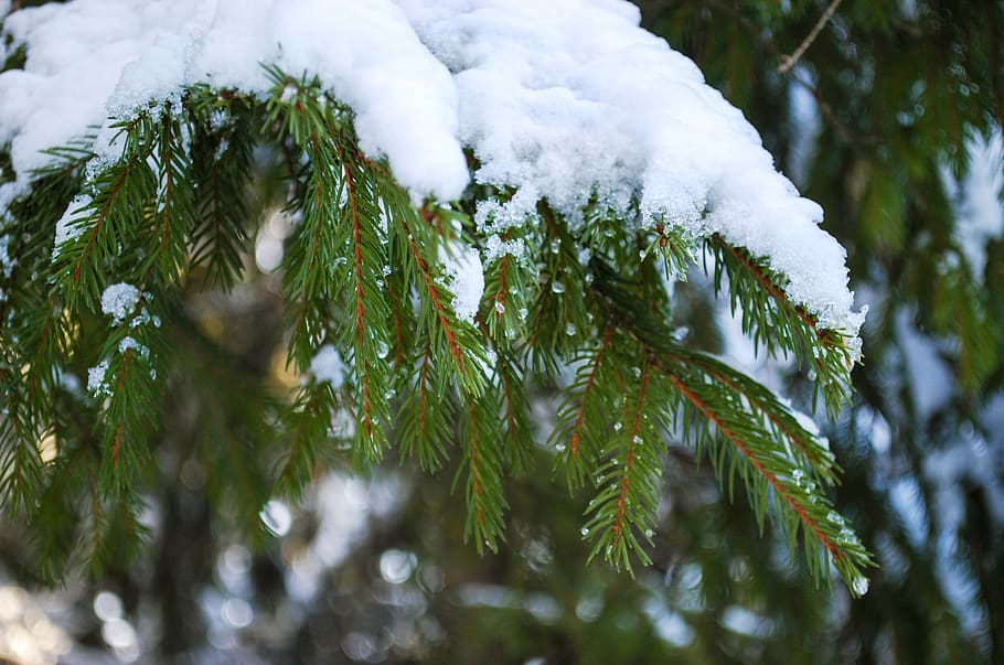 spruce, branch, snow, needles, tree, forest, plant, cold temperature HD wallpaper