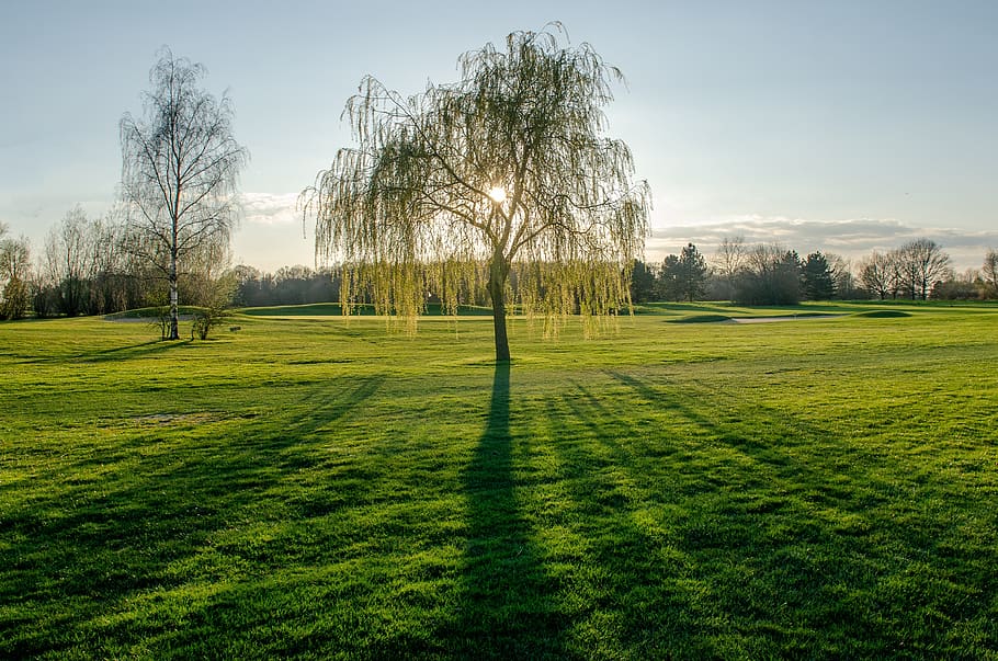 shadow, tree, landscape, nature, green, light, atmosphere, wood HD wallpaper