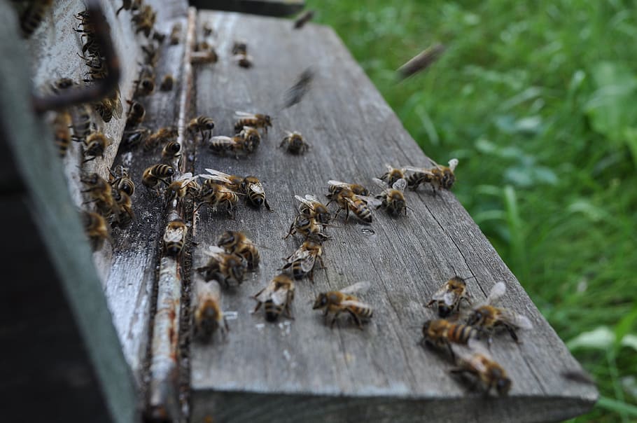 bees, the hive, bee-keeping, insect, wood - material, invertebrate HD wallpaper