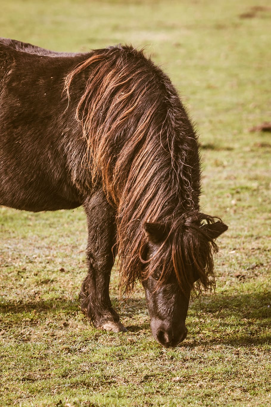 brown pony eating grass, outdoors, grassland, field, nature, horse HD wallpaper