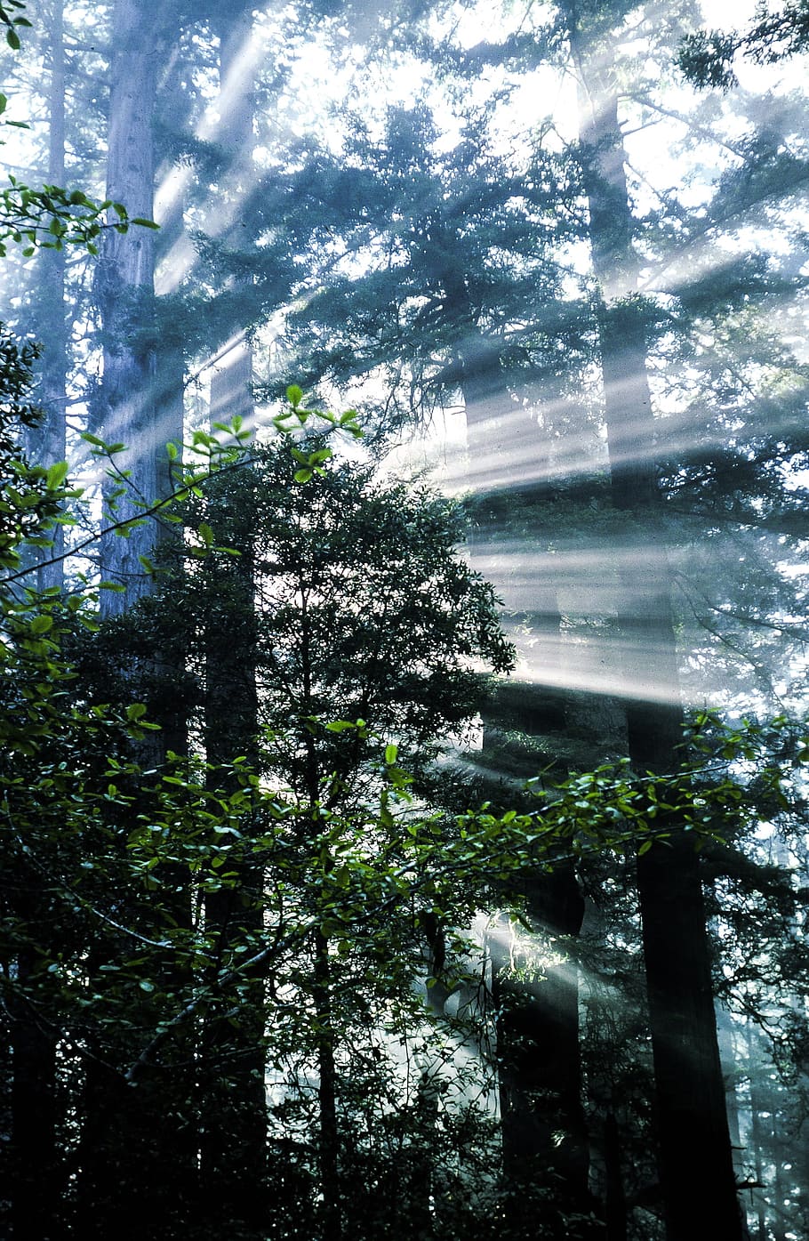 Sunrays passing through redwood trees, beautiful, branch, california