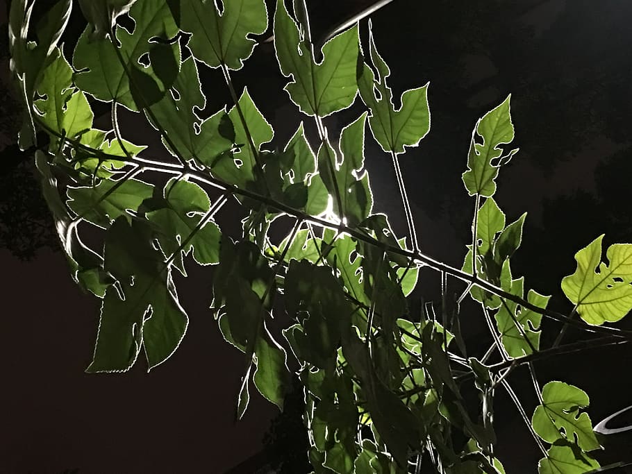 tree, leaf, light, night, plant part, growth, green color, nature HD wallpaper