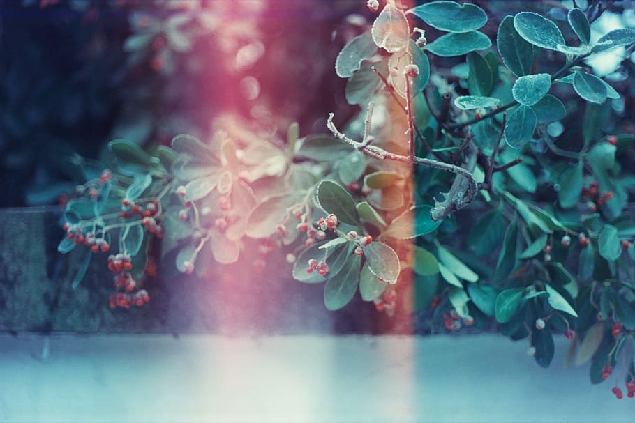 plant, plant part, leaf, nature, growth, close-up, beauty in nature HD wallpaper