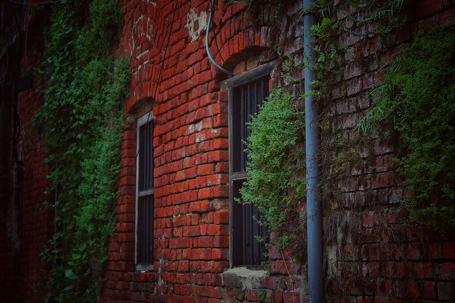 Red Brick House Covered With Green Plants, brick wall, bricks HD wallpaper