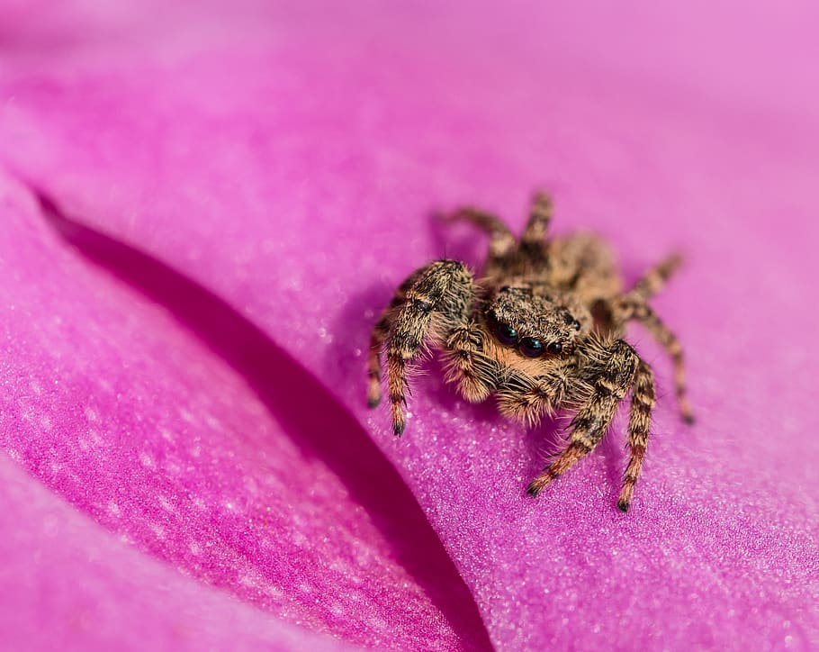 spin, springspin, nature, bug, eyes, outdoor, insects, colorful HD wallpaper