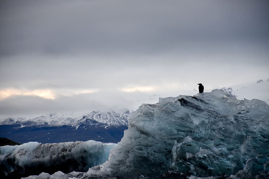black bird on iceberg during daytime, mountain, nature, outdoors, HD wallpaper