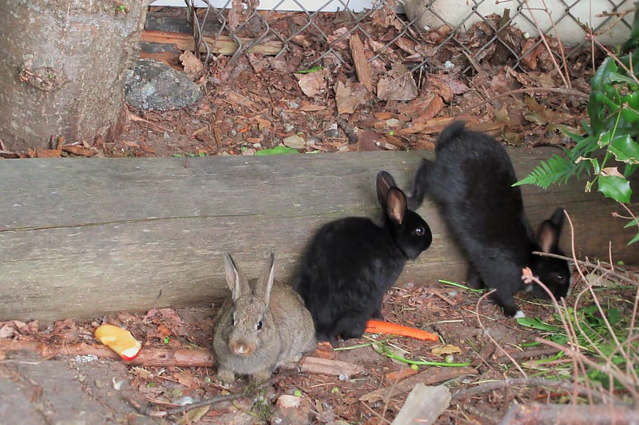 baby bunnies, baby rabbits, bunny, furry, brown, black, small, HD wallpaper