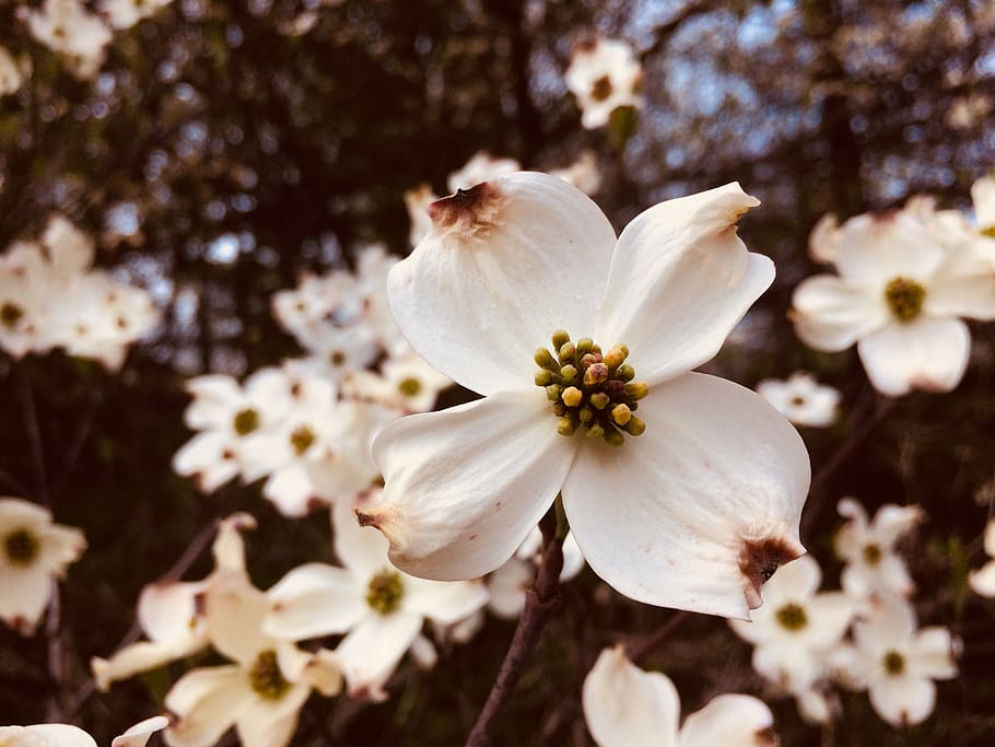 flower, nature, spring, flowering plant, fragility, beauty in nature HD wallpaper